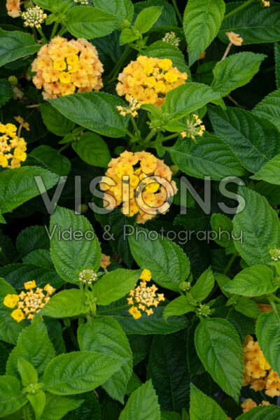 Lantana camara Bandolero Pineapple
