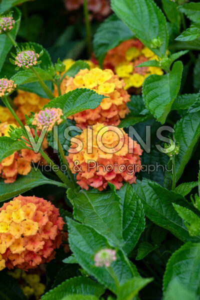 Lantana camara Bandolista Mango Lantana camara Bandolista Mango