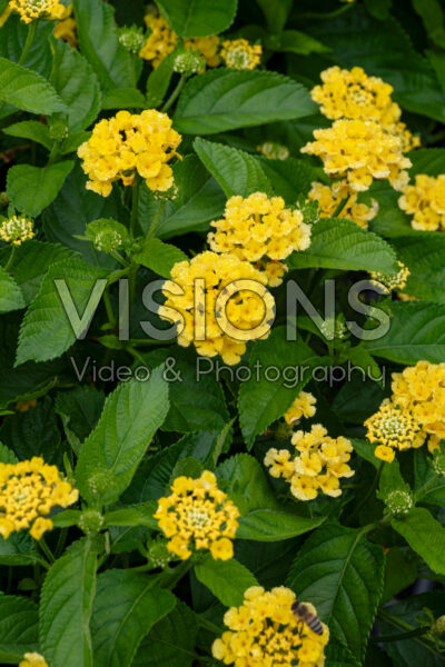 Lantana camara Bandolista Pineapple