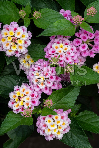 Lantana camara Bandolista Pink Lemonberry 