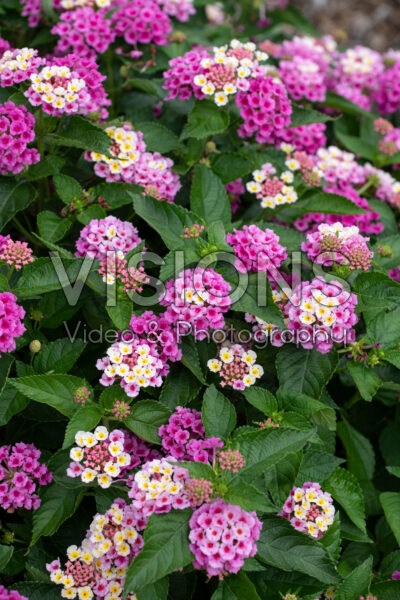 Lantana camara Bandolista Pink Lemonberry 
