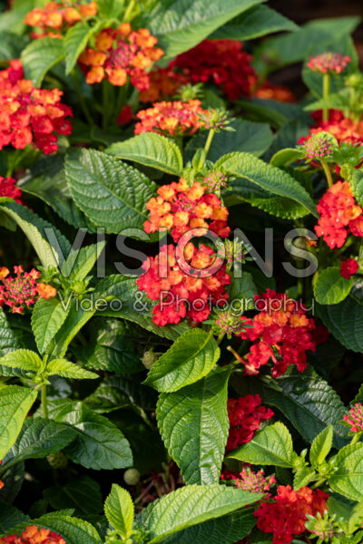 Lantana Gem™ Compact Orange Fire