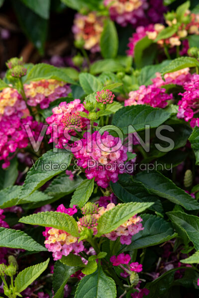 Lantana Gem™ Compact Pink Opal