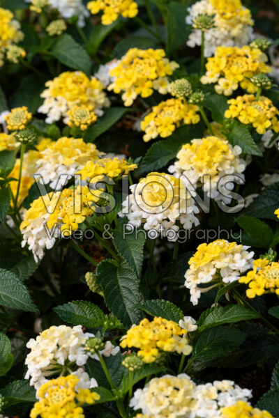Lantana Gem™ Compact Yellow Topaz
