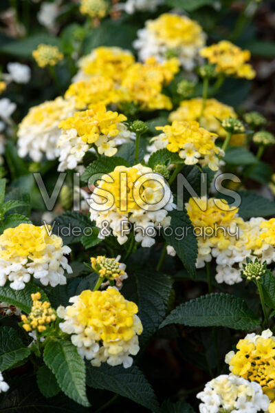 Lantana Gemâ„¢ Compact Yellow Topaz Lantana Gemâ„¢ Compact Yellow Topaz
