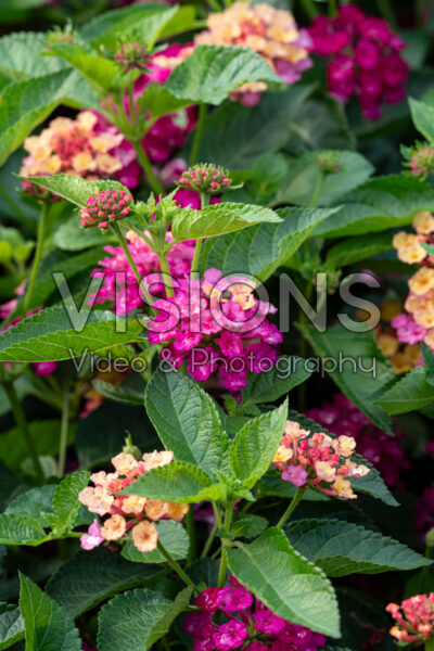 Lantana Gem™ Diva Pink