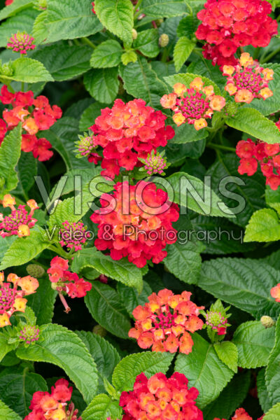 Lantana Gem™ Red Topaz