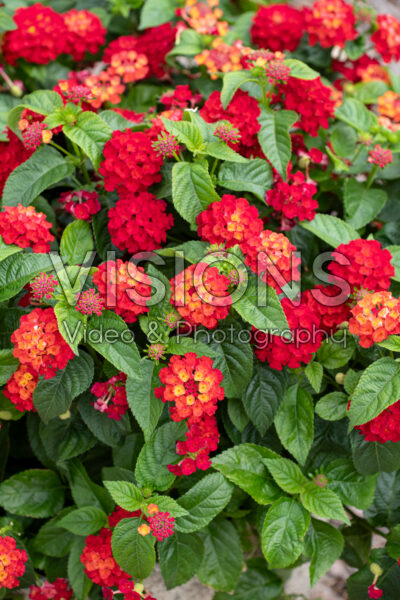 Lantana Gem™ Red Topaz