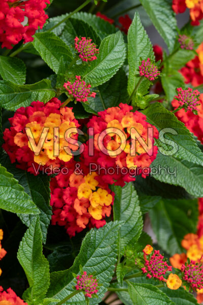 Lantana Gem™ Ruby