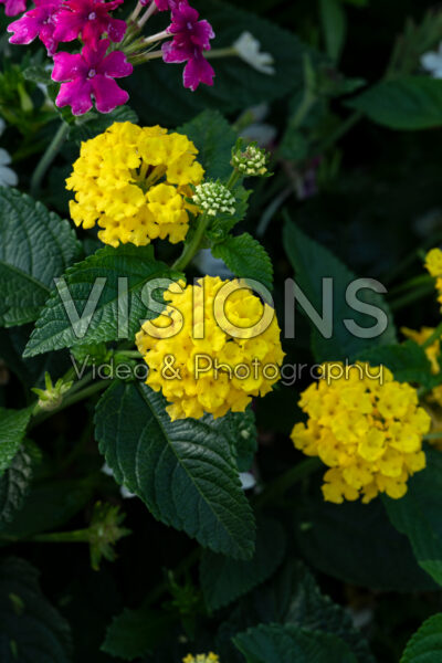 Lantana camara Landmark Yellow