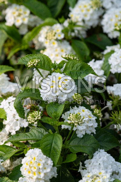 Lantana Little Lucky™ White