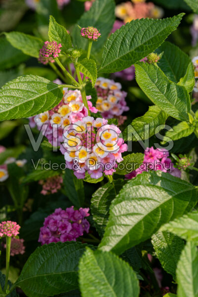 Lantana Lucky™ Pink Lantana Lucky™ Pink