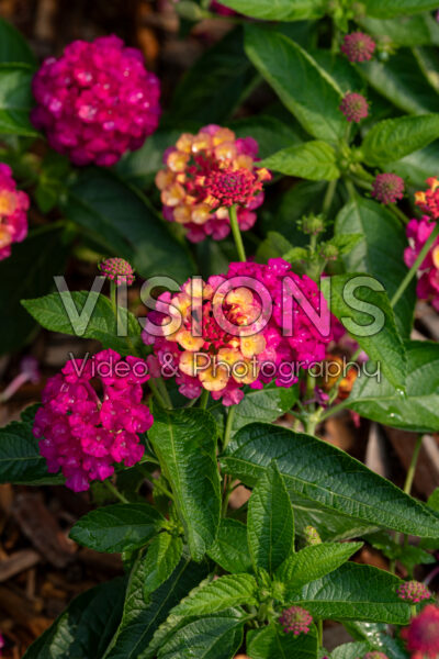 Lantana Lucky™ Sunrise Rose