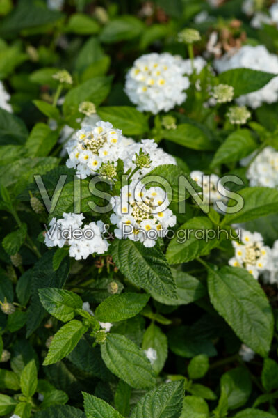 Lantana Lucky™ White Improved Lantana Lucky™ White Improved