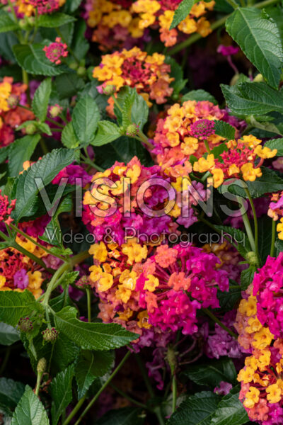 Lantana camara PassionFruit