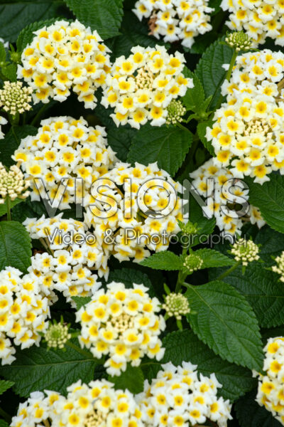 Lantana camara Shamrock Butterscotch Glow