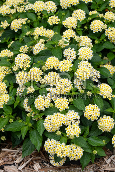 Lantana camara Shamrock Butterscotch Glow