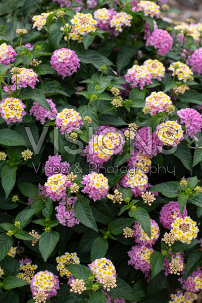 Lantana camara Shamrock Lavender Lantana camara Shamrock Lavender
