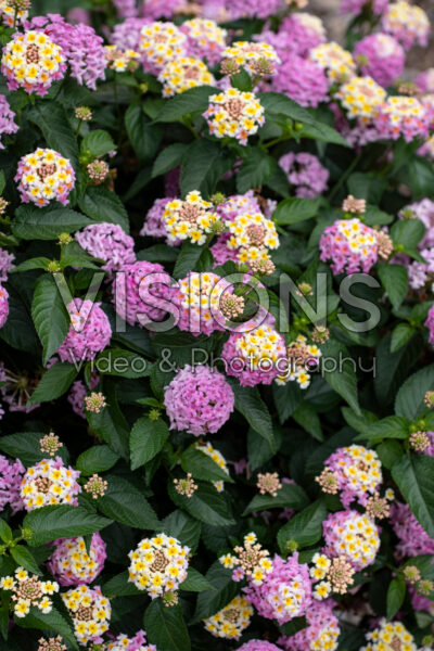 Lantana camara Shamrock Lavender Lantana camara Shamrock Lavender