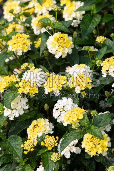 Lantana camara Shamrock Lemon Glow