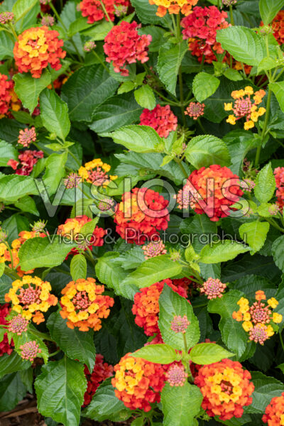 Lantana camara Shamrock Orange Flame Improved