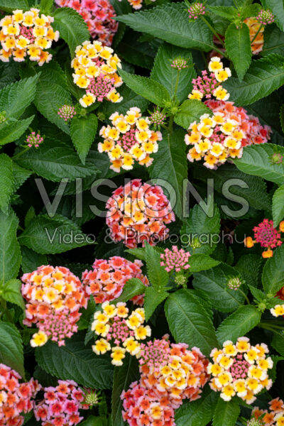 Lantana camara Shamrock Peach Improved 