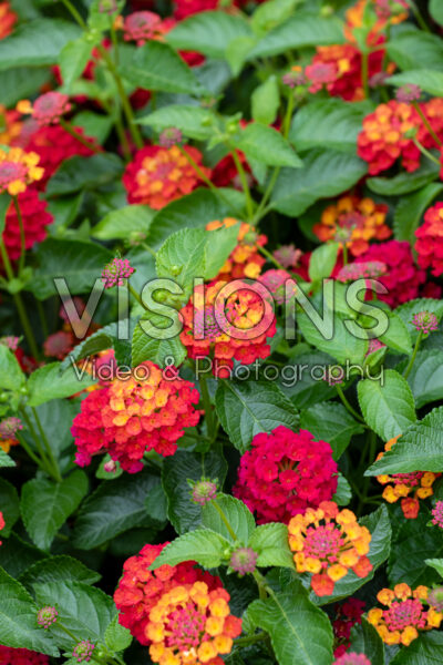 Lantana camara Shamrock Red 