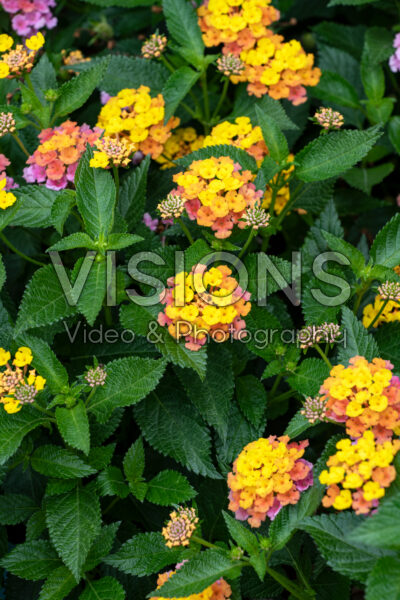 Lantana camara Shamrock Rose Gold