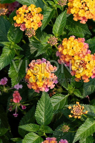 Lantana camara Shamrock Rose Gold Lantana camara Shamrock Rose Gold