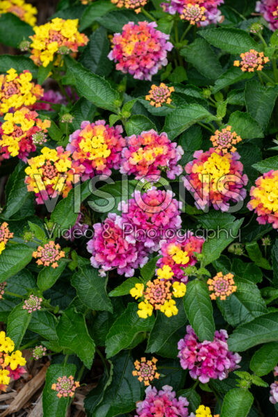 Lantana camara Shamrock Rose 
