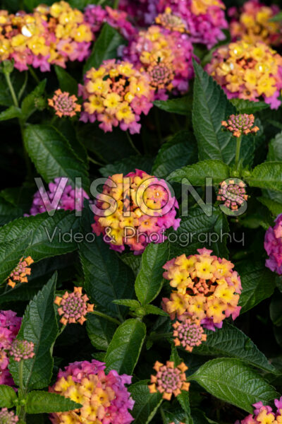 Lantana camara Shamrock Rose 