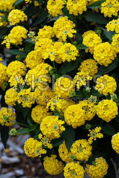 Lantana camara Shamrock Yellow