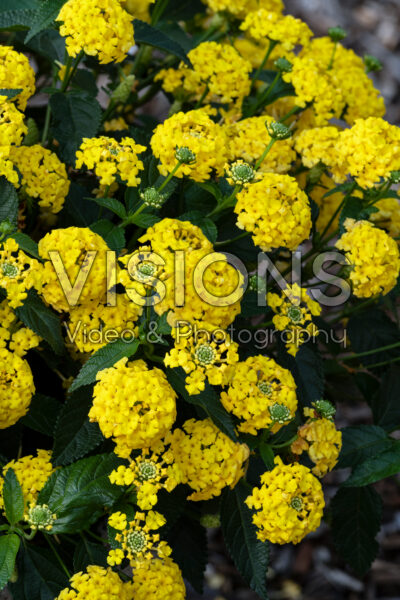 Lantana camara Shamrock Yellow
