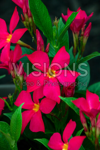 Mandevilla Sun Parasol® FiredUp™ Coral
