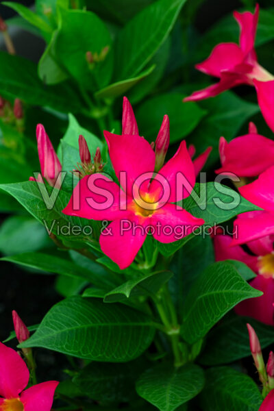 Mandevilla Sun Parasol® FiredUp™ Coral