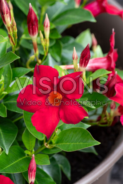 Mandevilla Sun Parasol® Original Crimson