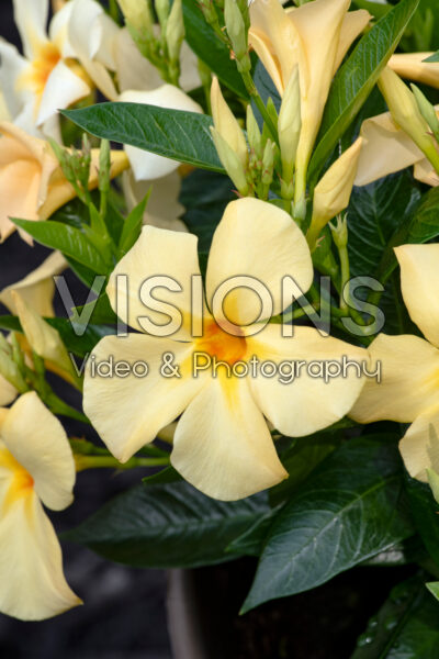 Mandevilla Sun Parasol® Original XP Sunbeam