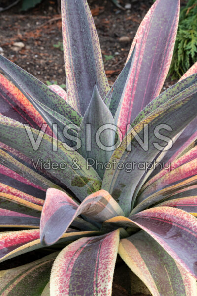 Mangave Aztec Treasure