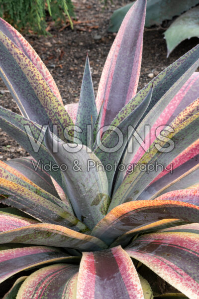 Mangave Aztec Treasure