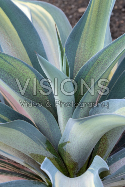 Mangave Formal Attire