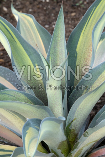 Mangave Formal Attire Mangave Formal Attire