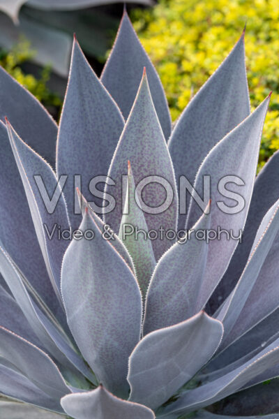 Mangave Lavender Lady