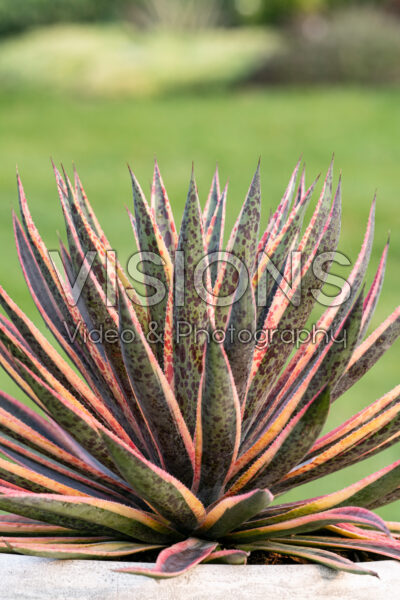 Mangave Pineapple Punch