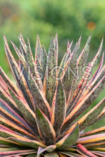 Mangave Pineapple Punch Mangave Pineapple Punch