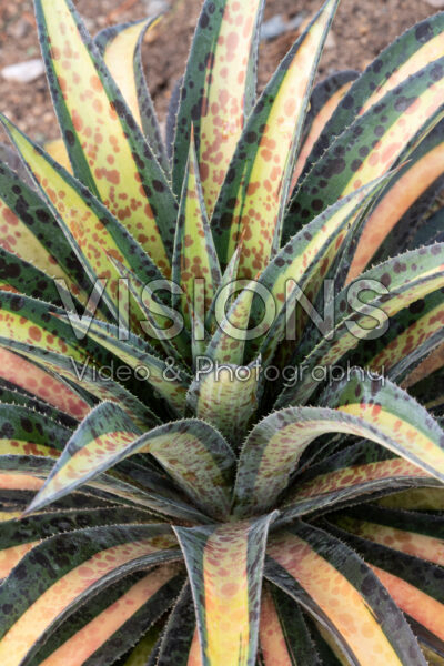 Mangave Pineapple Upside Down Cake