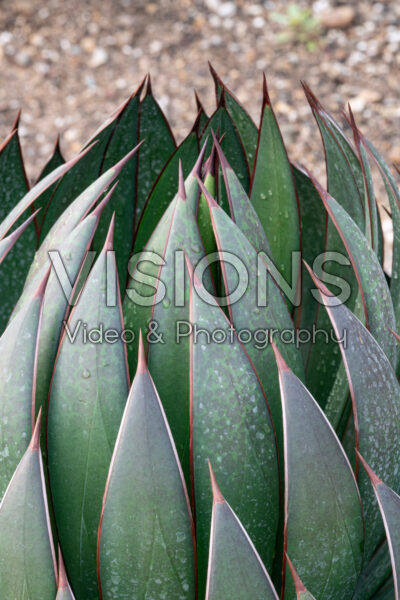 Mangave Praying Hands