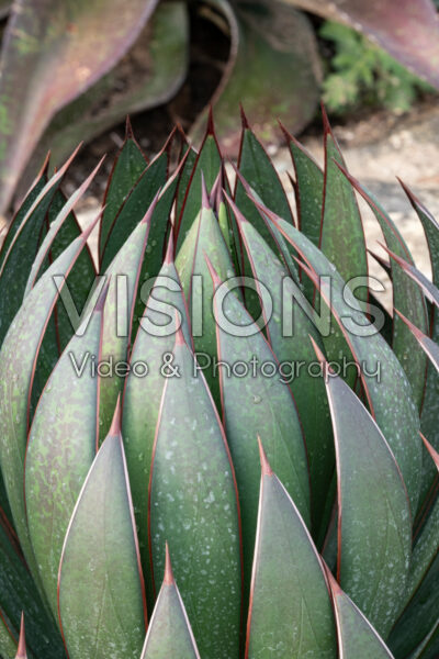 Mangave Praying Hands