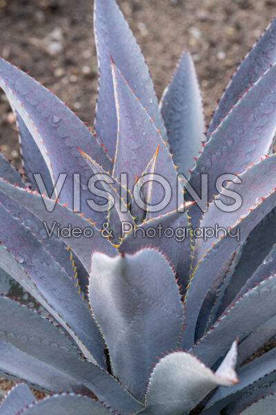 Mangave Purple People Eater