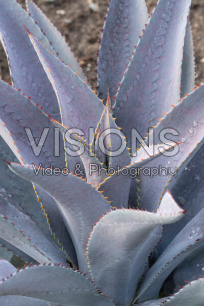 Mangave Purple People Eater