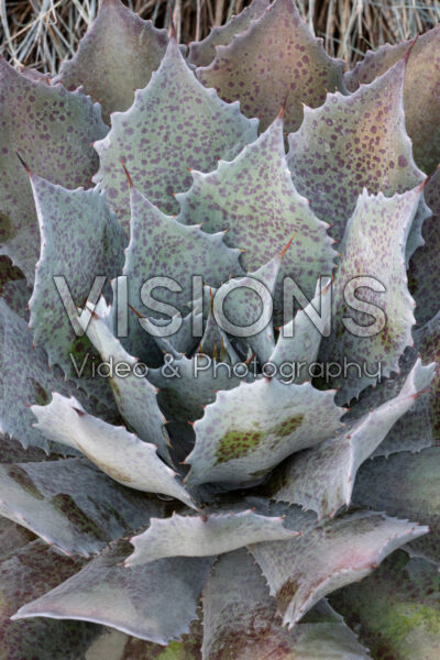 Mangave Sponge Paint